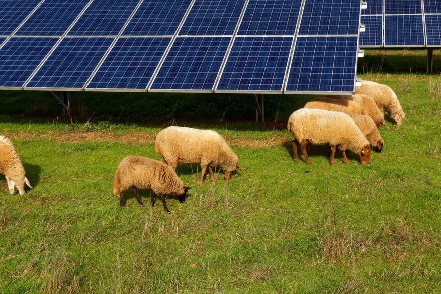 Agri PV Anlage auf Wiese mit Schafen